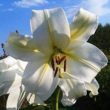 Лилия Трубчатая Гизмо