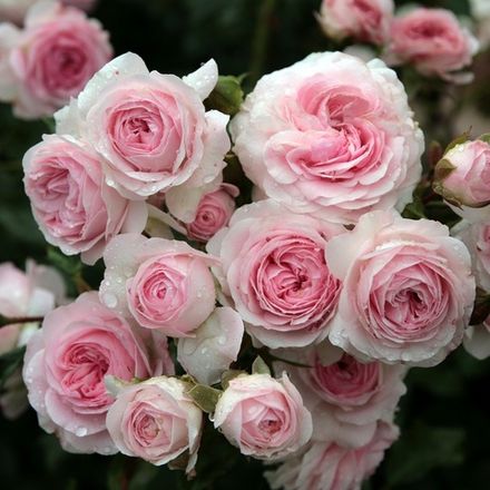 Лариса (Larissa)