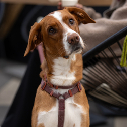 Шлейка COCOA NATURALS Zee.Dog