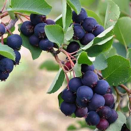 Ирга канадская