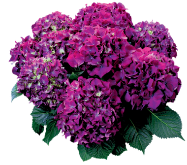 Гортензия крупнолистная (Macrophylla) Red Beauty Purple 9 шт.