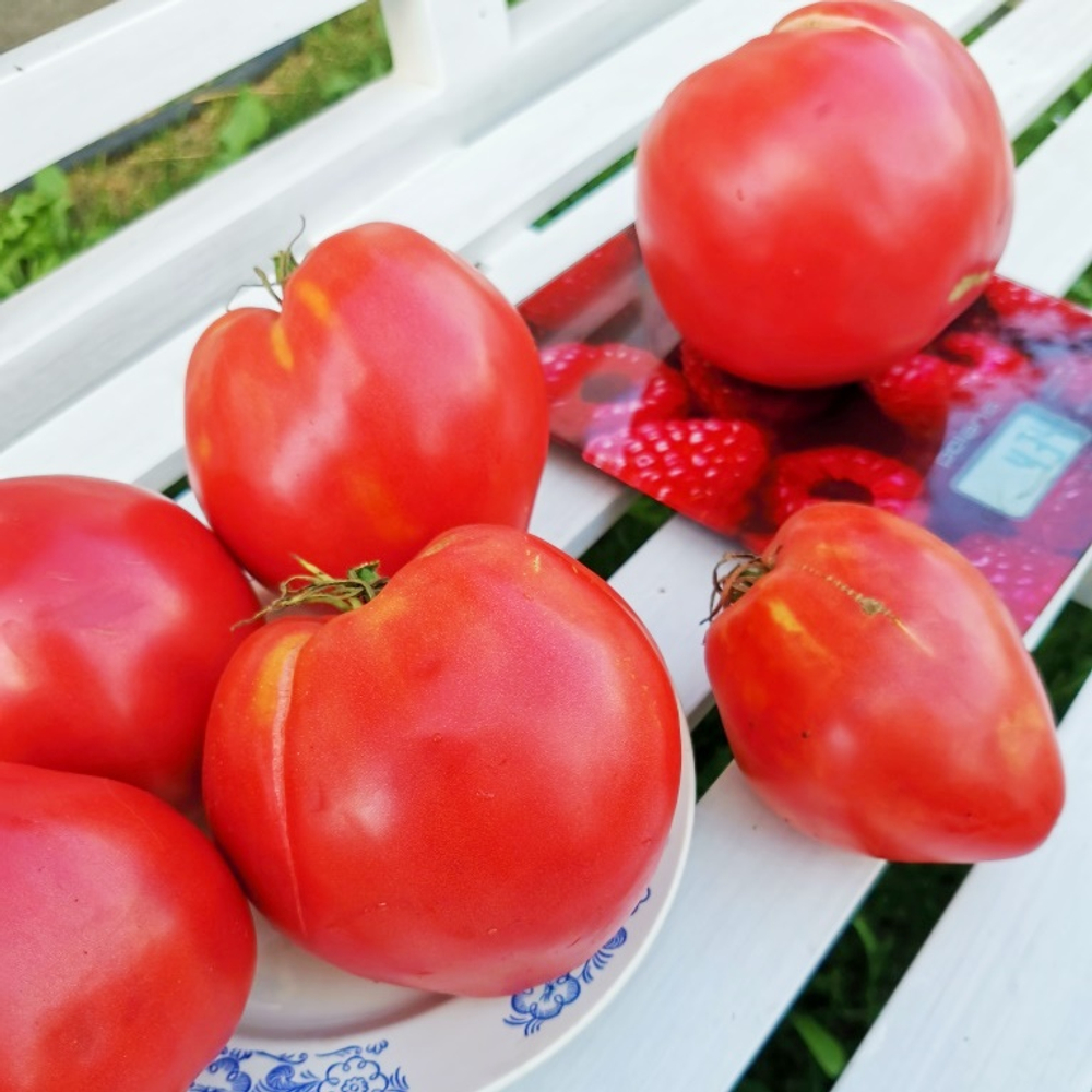Помидоры Благодарное Сердце