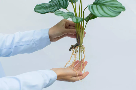 Калатея круглолистная куст из 9 листьев с корнями