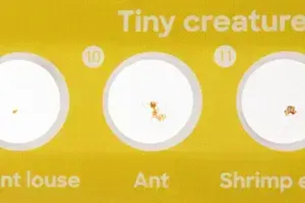 Набор микропрепаратов Levenhuk Discovery «Фауна», 12 шт.