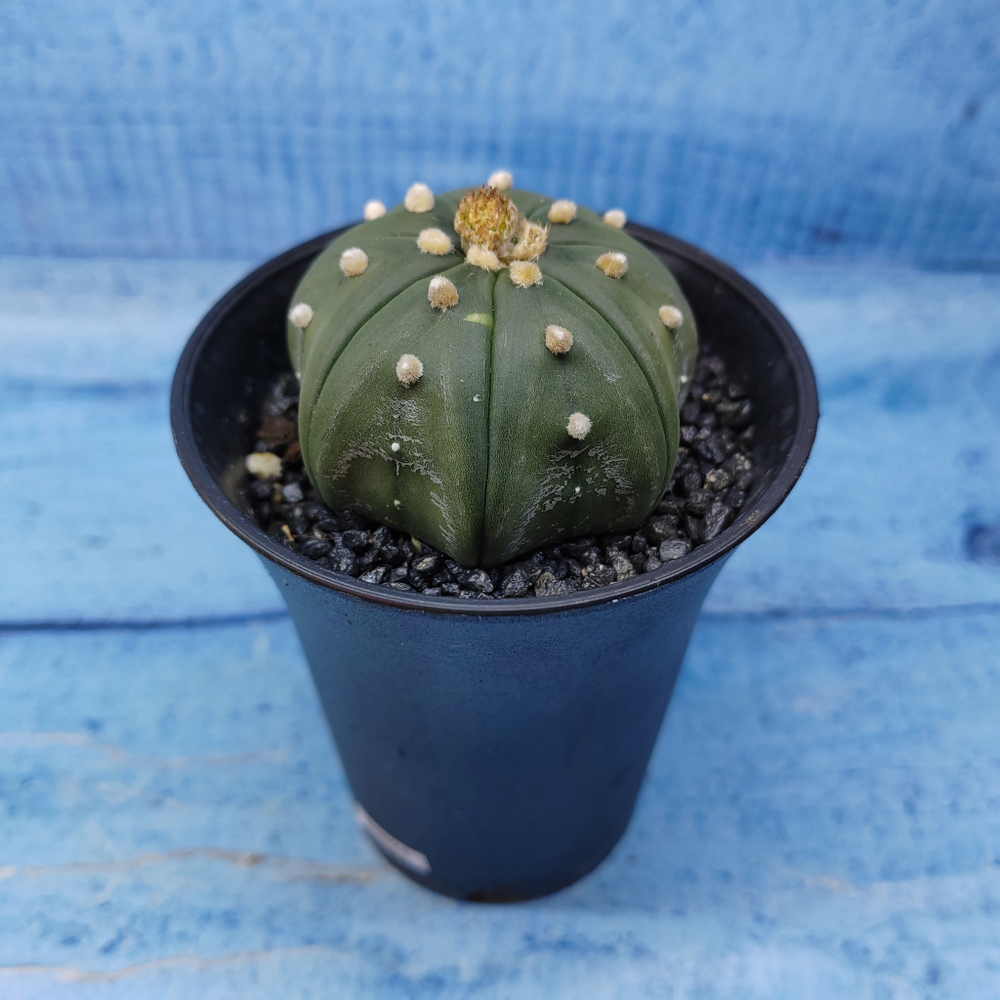 Astrophytum Asterias (Астрофитум)