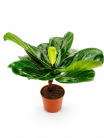 Фикус Лирата