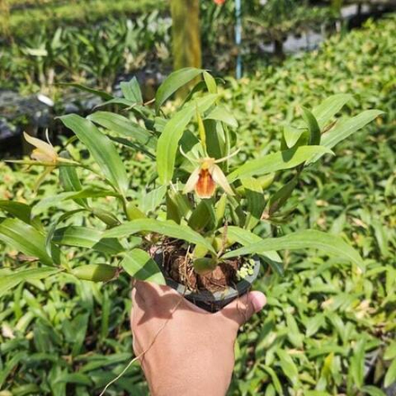 Орхидея COELOGYNE FIMBRIATA