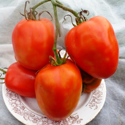 Помидоры Бочковой Засол