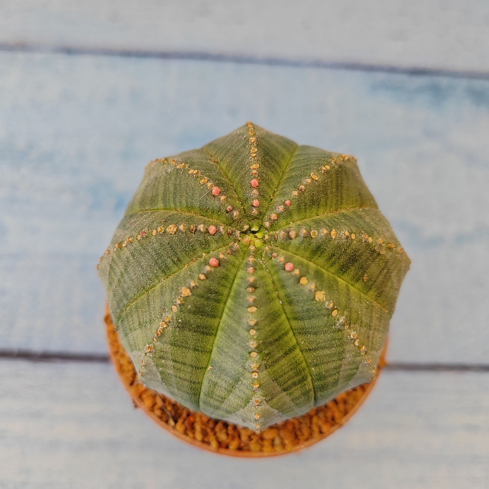 Euphoria Obesa (Эуфорбия)