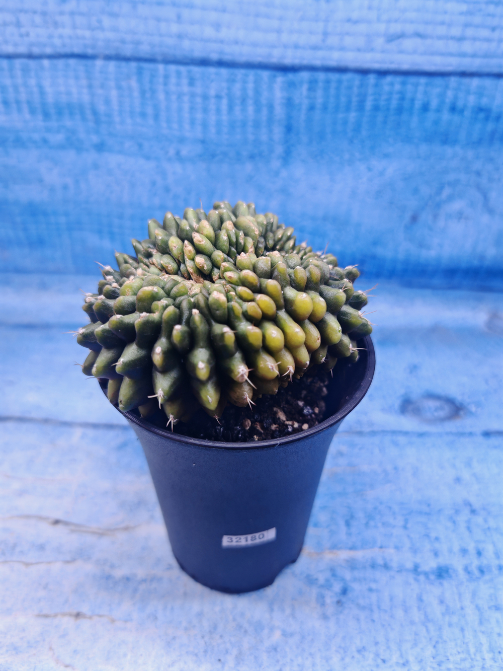 Gymnocalycium Spineless Crested form (Гимнокалициум)