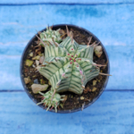 Euphorbia meloformis f. Variegated (Эуфорбия вариегатная)