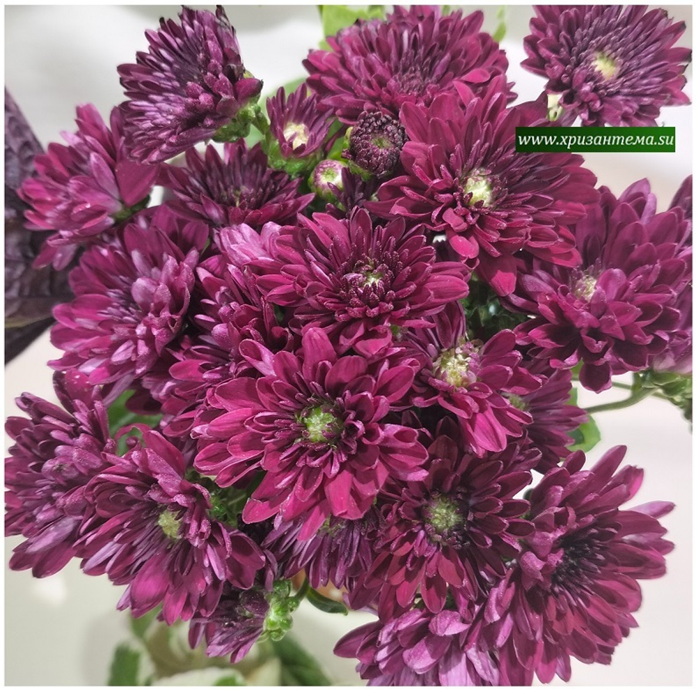 Хризантема мультифлора Meridian Purple м. 190 (временно нет в наличии)