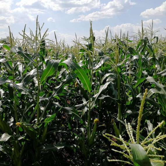 ТРОФИ F1 семена кукурузы (Seminis | Alexagro) – фото 13