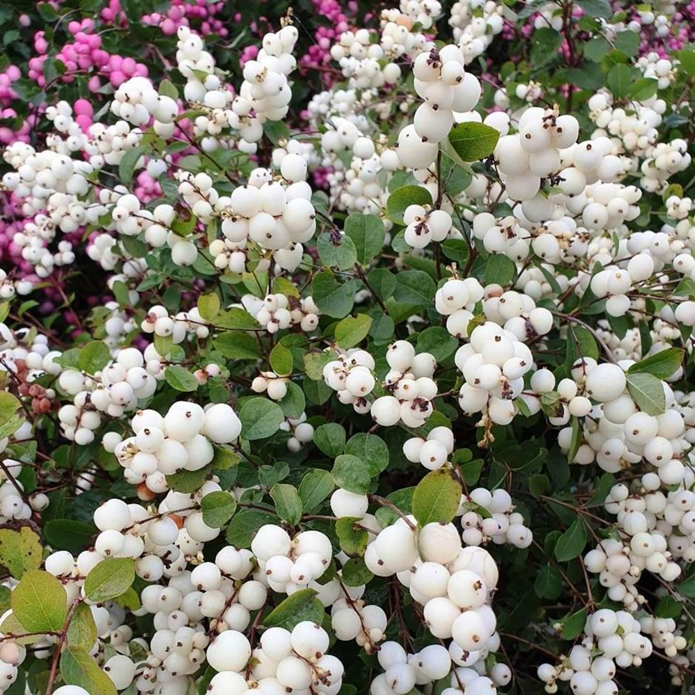 Снежноягодник (Symphoricarpos) albus White Hedge белый