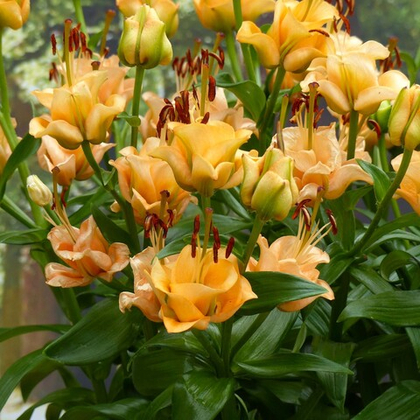 Лилия Априкот Фьюдж ОТ-гибрид 1шт