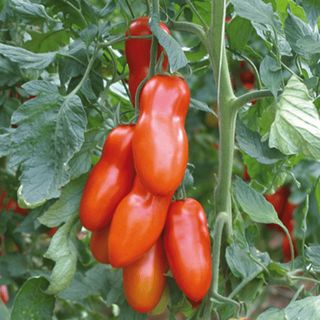 Томат Поззано F1 500 (семян)