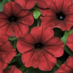 Петуния ампельная F1 Тайдал Вэйв Ред Велюр