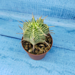 Euphorbia meloformis f. Variegated (Эуфорбия вариегатная)