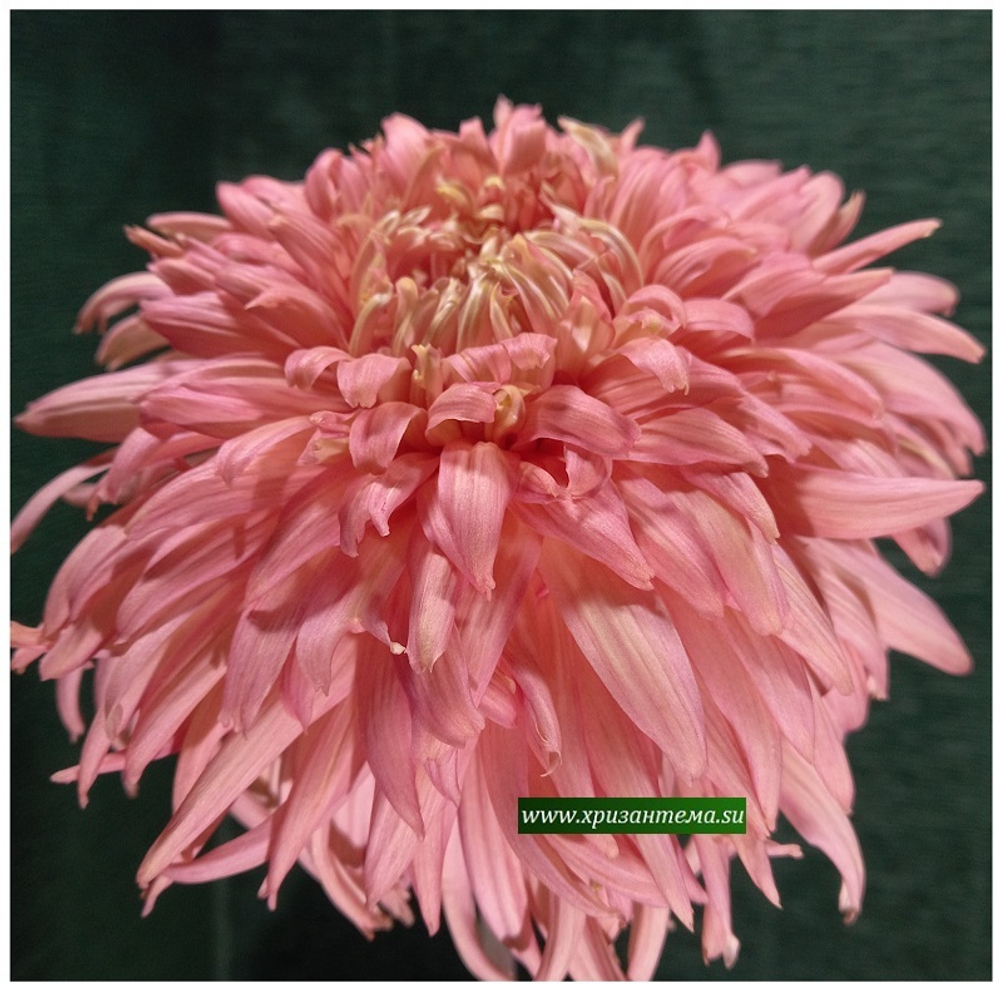 Хризантема крупноцветковая Patricia Millar Peach  ☘ ан 35      (временно нет в наличии)
