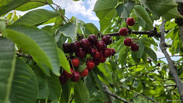 Почему мы не продаем «южные» сорта черешни для Сибири: честный разговор о зимостойкости