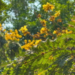 Пелтофорум птерокарпум – Peltophorum pterocarpum