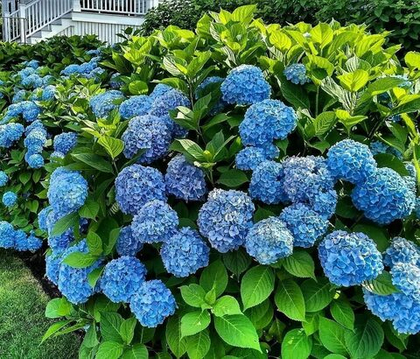 Гортензия крупнолистная Блау Цверг