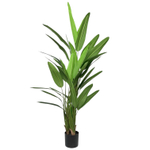 Равенала Тревел 160 см