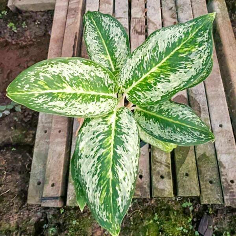 Аглаонема 3 DIAMONDS