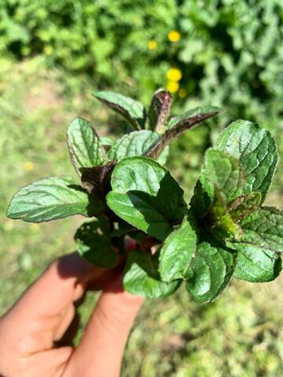 Мята свежая сорта Шоколадница