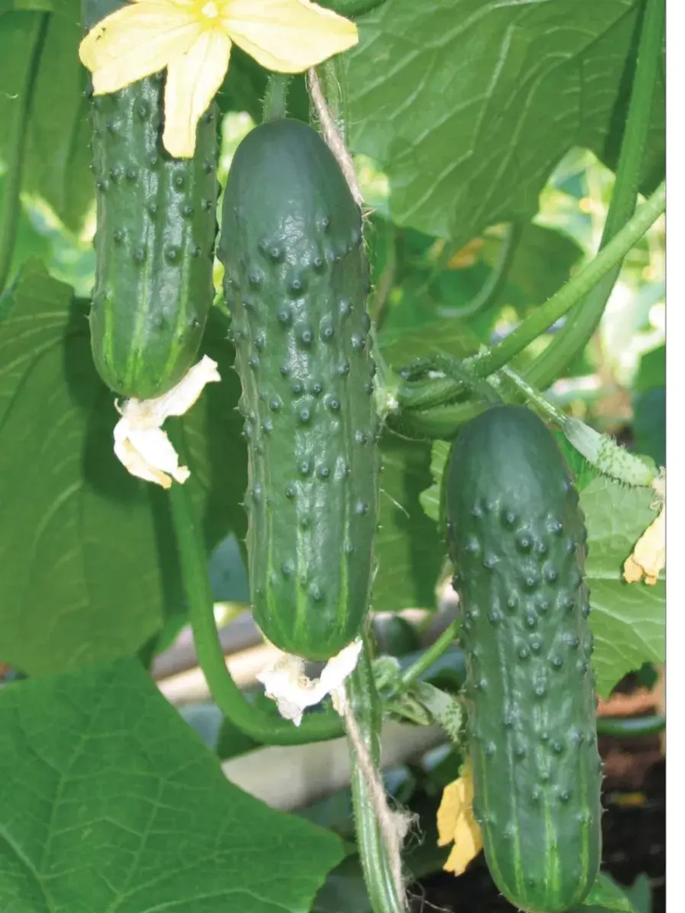 Семена Огурец Аполлон F1