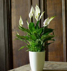 Горшечные растения