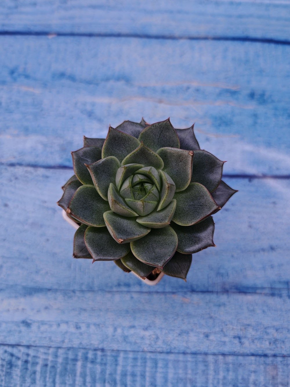 Echeveria Fabiola (Эхеверия)