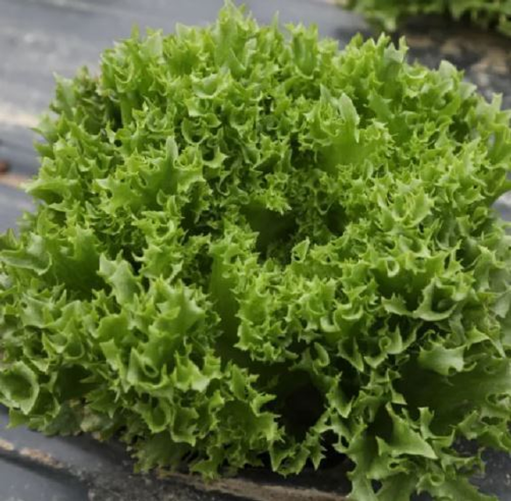 Салат листовой Фрезер (Гавриш) 20шт.