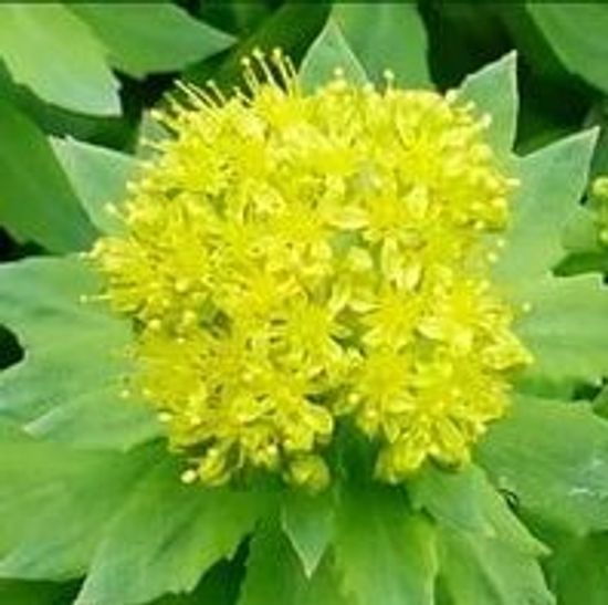 Корень родиолы розовой