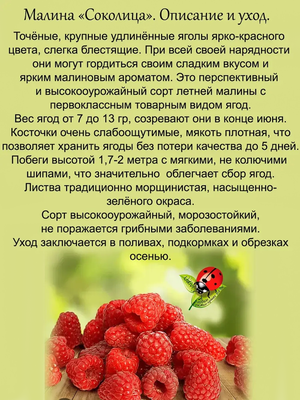 Малина Соколица летняя высокоурожайная