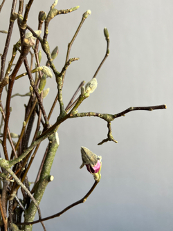 Магнолия ветки 80 см (упак 10 шт)