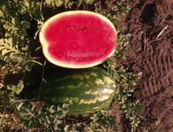 Одиссей F1 семена арбуза (Sakata / Саката)