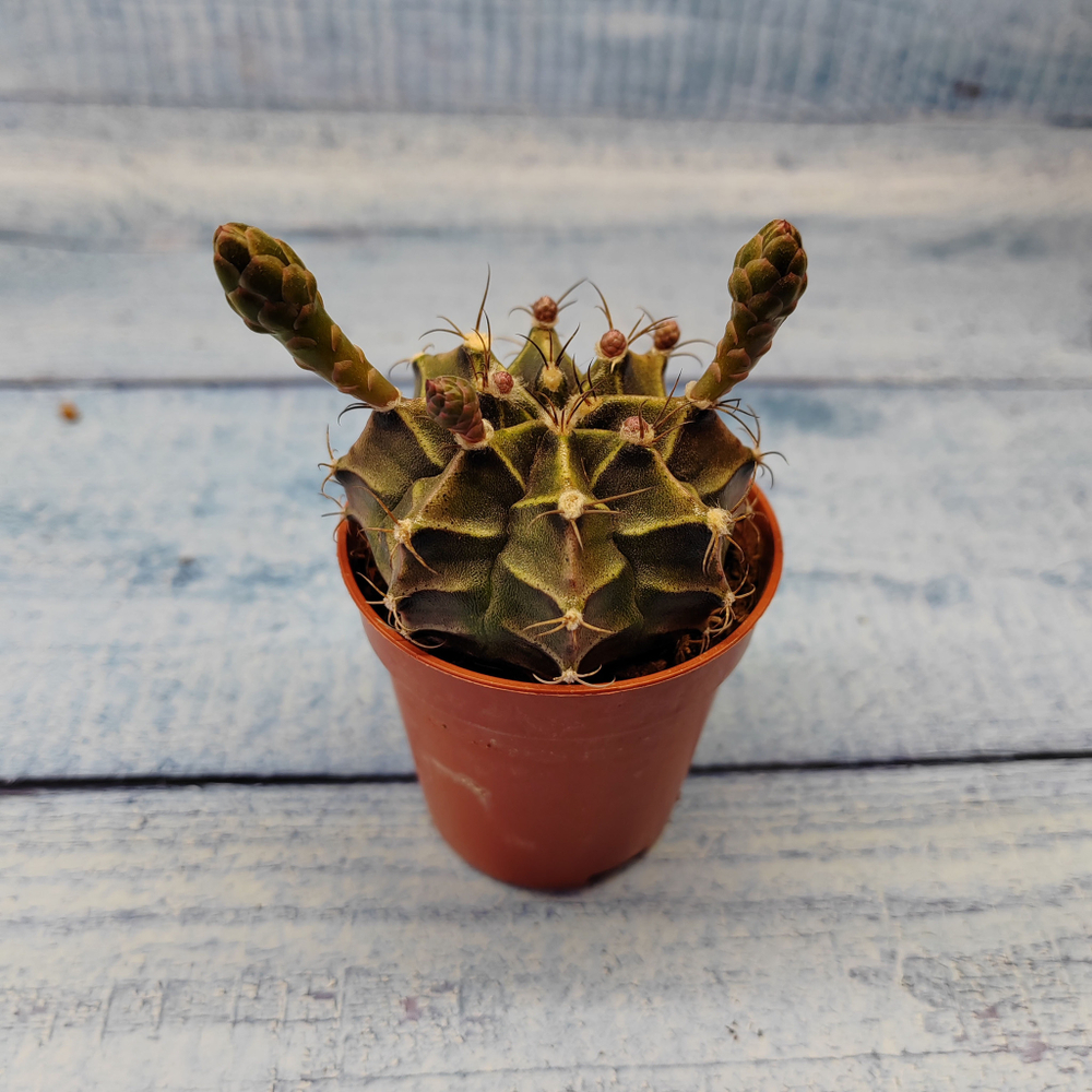 Gymnocalycium Friedrichii (Гимнокалициум)