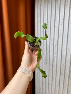 Эпифиллум Гватемальский, D6см Н15см, 1шт, Urban Jungle