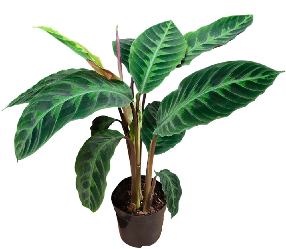 Калатея Варшевича