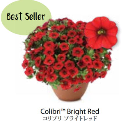 ЕВРО Calibrachoa Colibri Bright Red неукор черенок конец октября 25