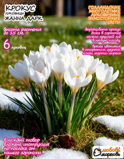 Крокус Луковица, Жанна Дарк, 6шт