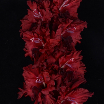 Гладиолус крупноцветковый Танго Роксен