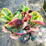 Кротон PHET AMNAT