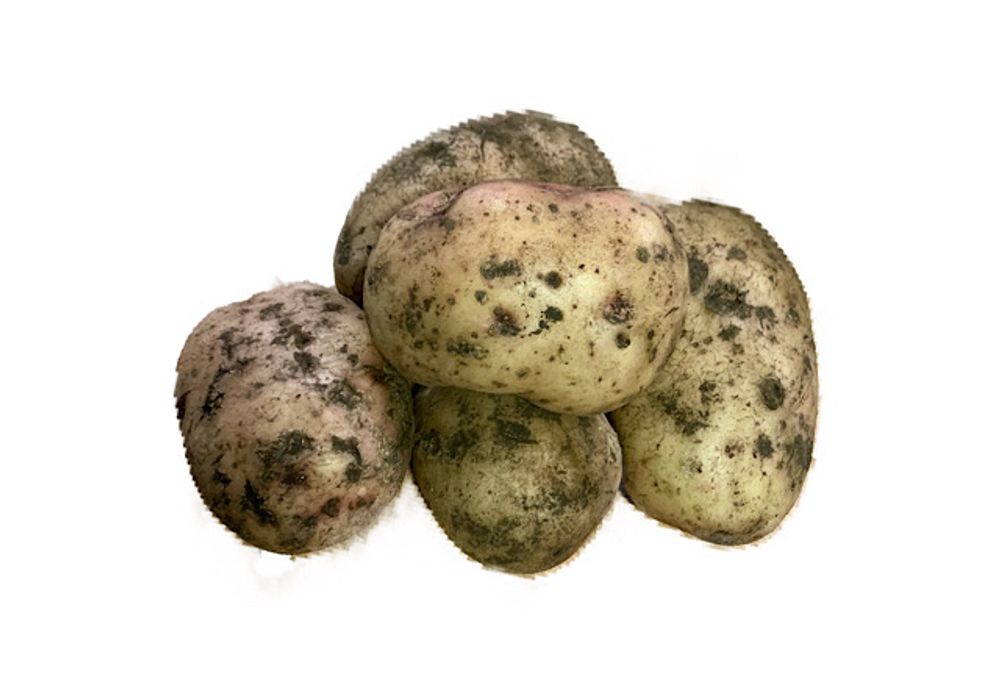 Картофель Синеглазка, 1 кг