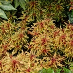 Колеус Xipsters zooey