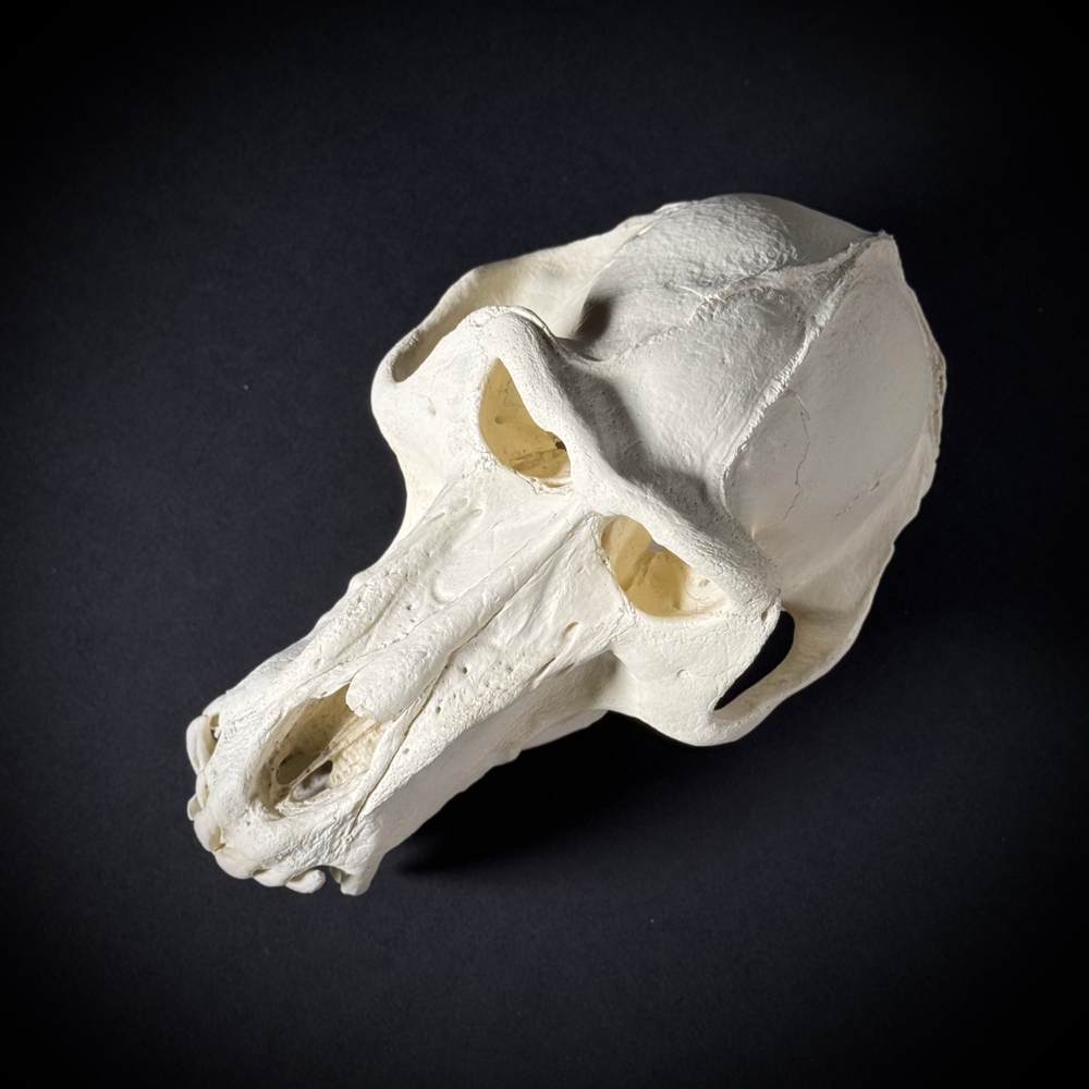 Череп бабуина из пластика