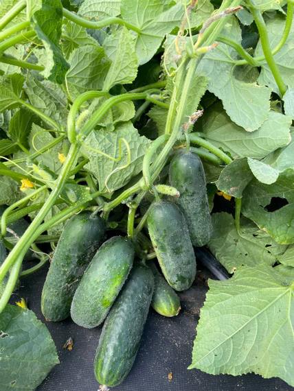 Рубинштейн F1 семена огурца партенокарпического Rijk Zwaan-Райк Цваан характеристика – фото 10