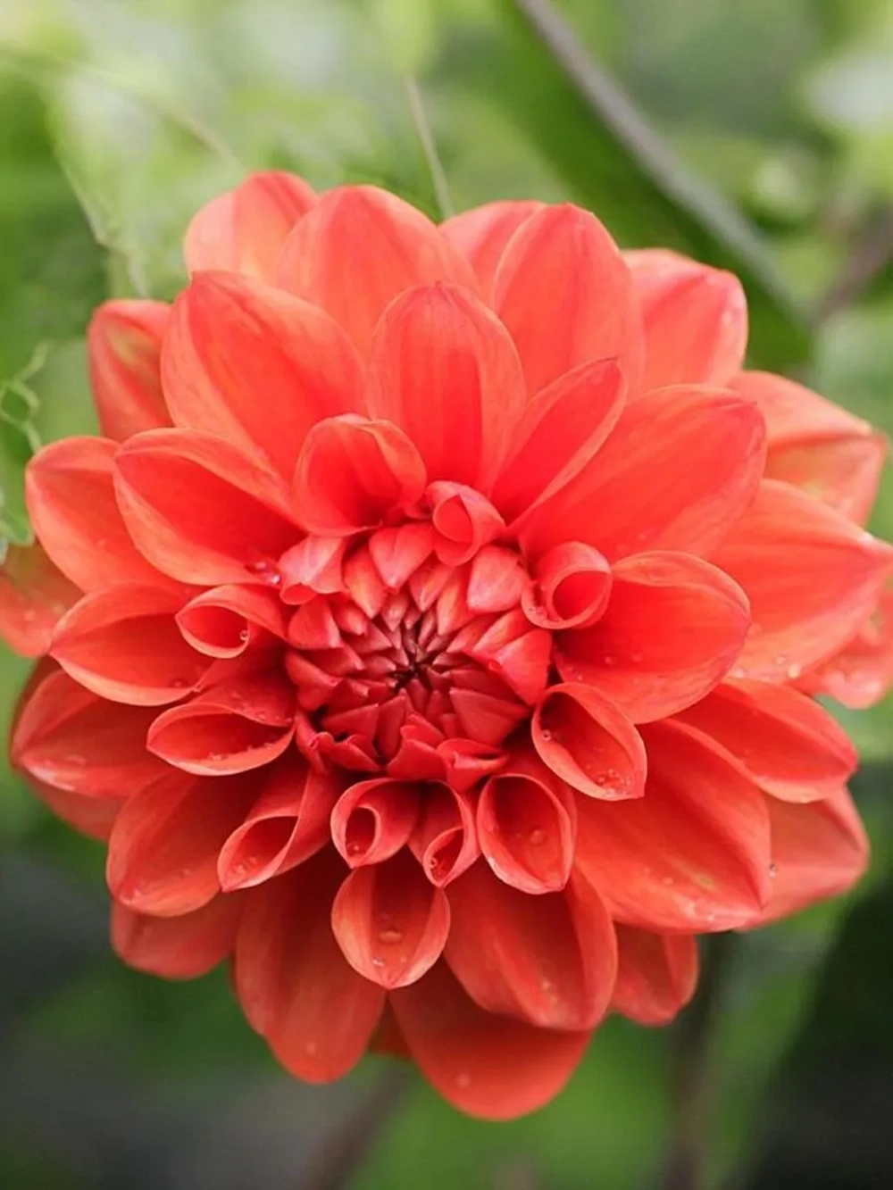 Георгин бордюрный Эллен Хьюстон