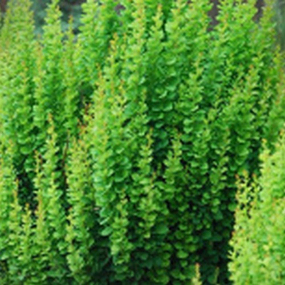 Барбарис Тунберга Эректа С2 20-30